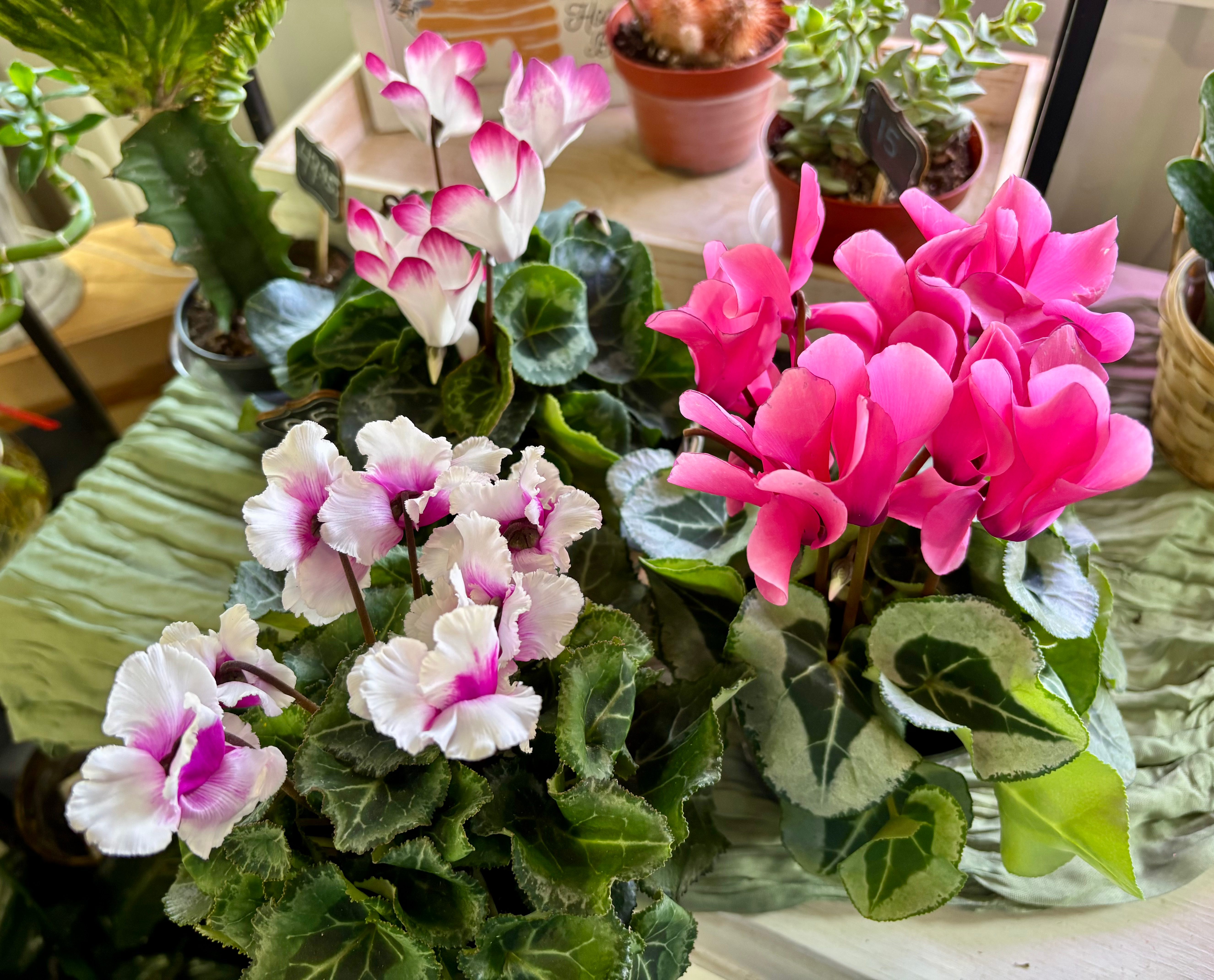 4" Asst. Cyclamen
