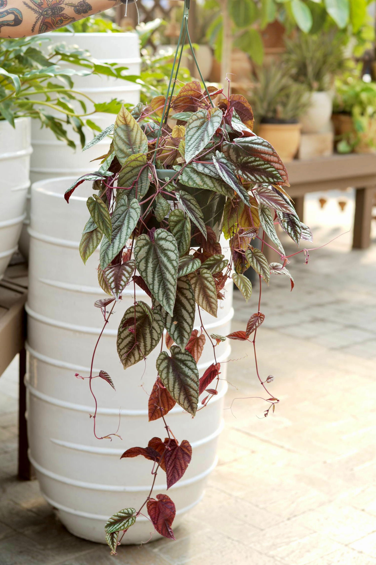 6” Cissus Discolor HB