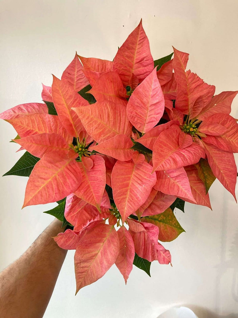 6” Cinnamon Poinsettia
