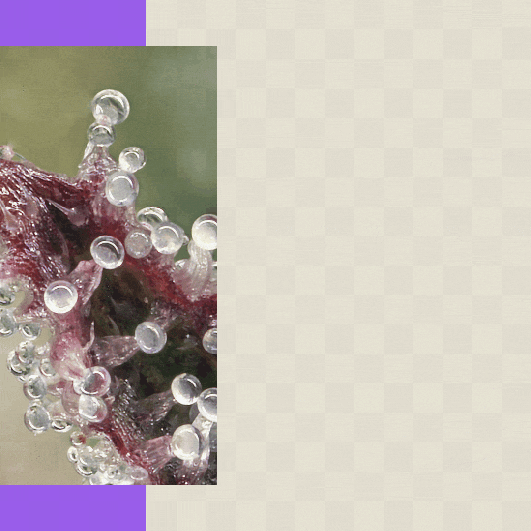 02 SP What are cannabinoids sp.gif