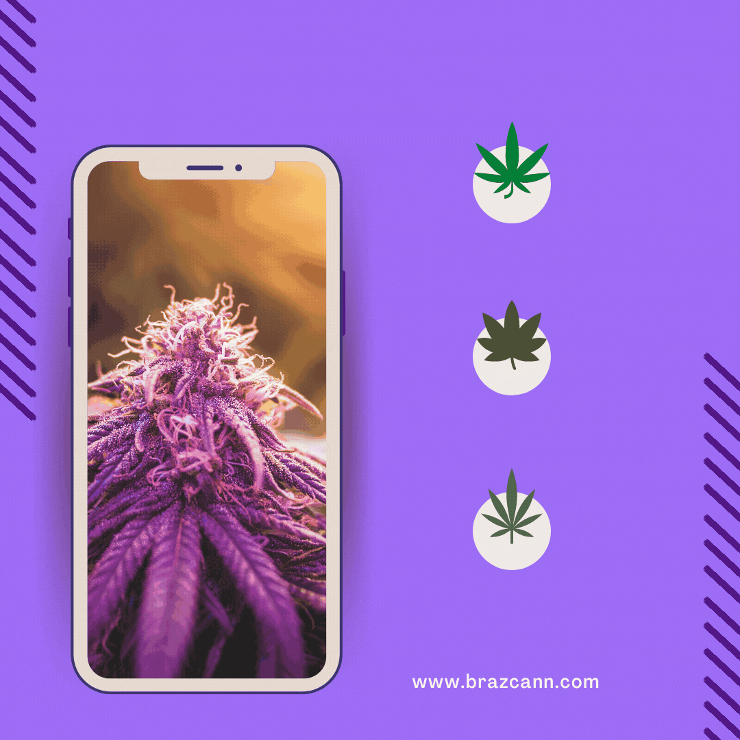 01 - SP - What is cannabis or cannabis sativa (1).gif