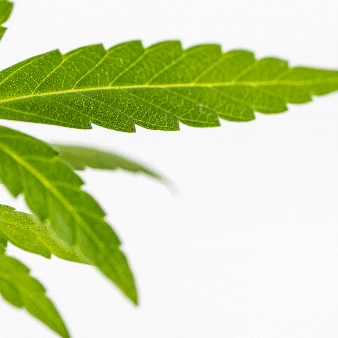 05 - PT - What is the status (1).gif