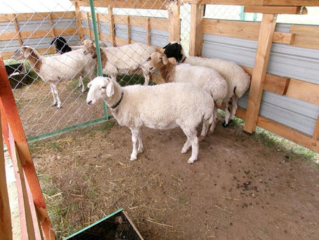 2024年9月に放牧終了&調査をしました