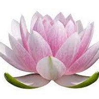 Lotus Flower