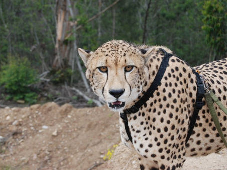 La grande histoire d’Amour de Biche et de Lion