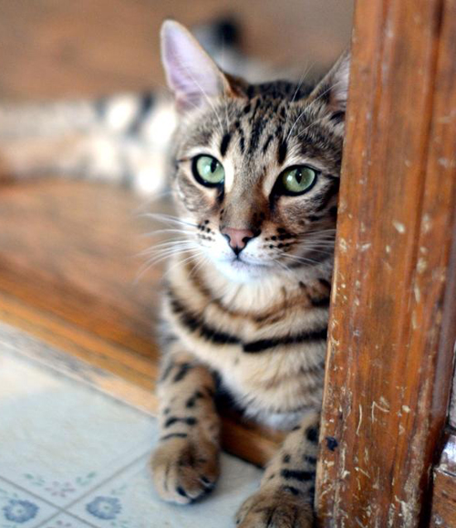 Juno