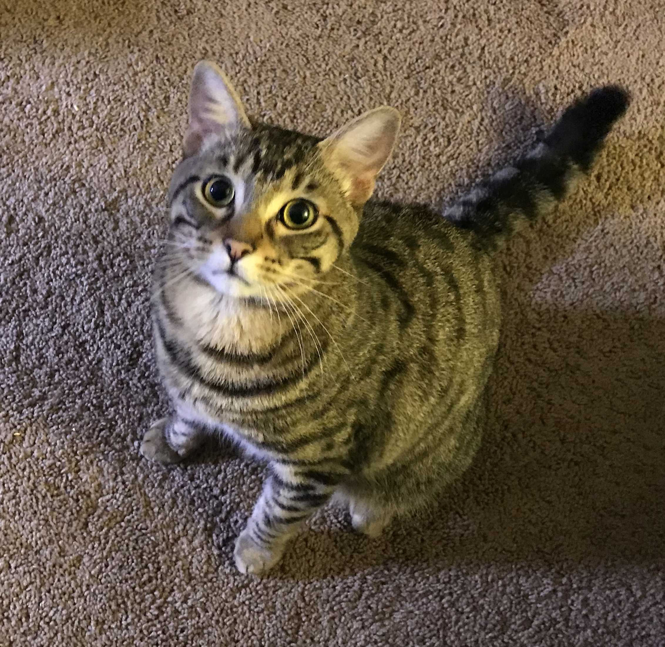 Julius