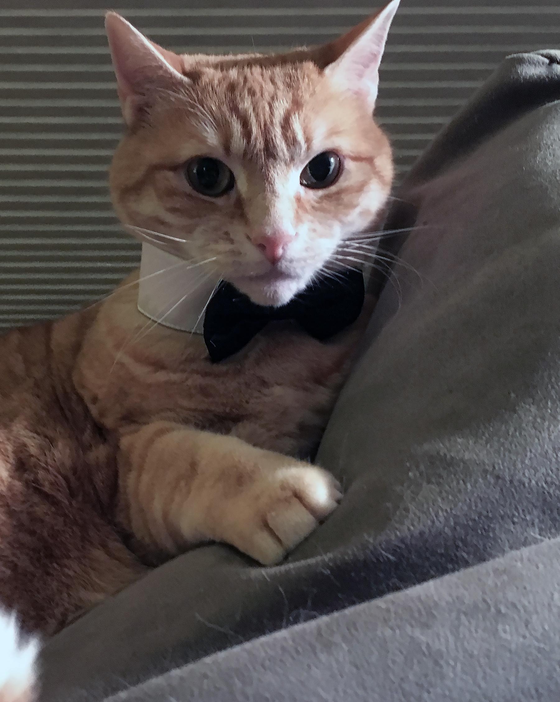 Romeo