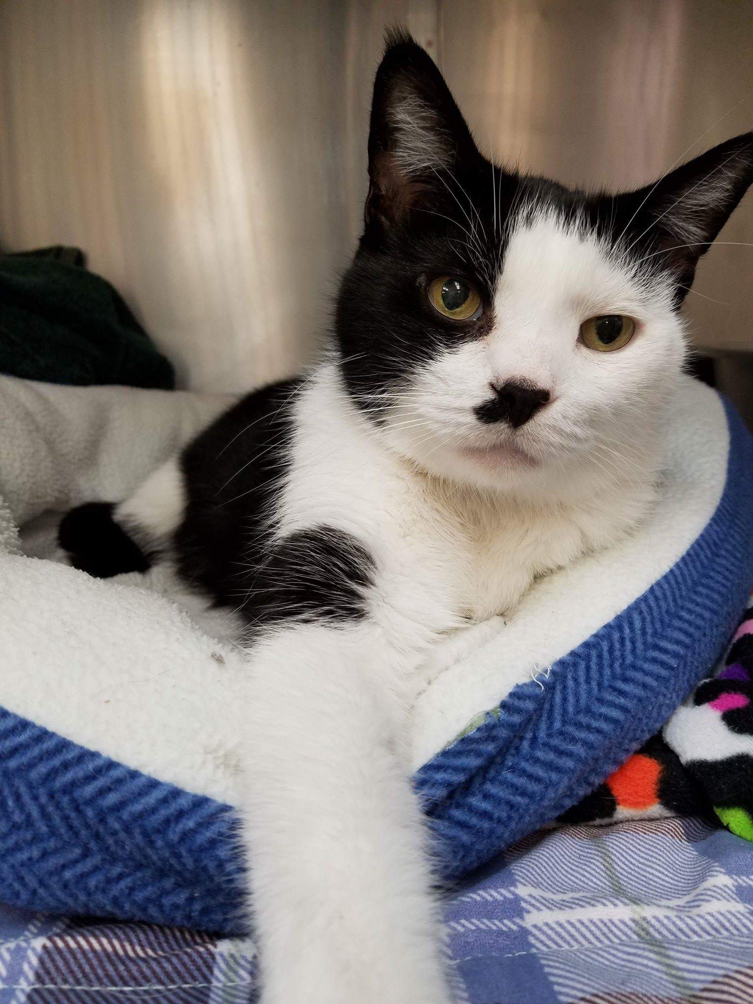 Oreo