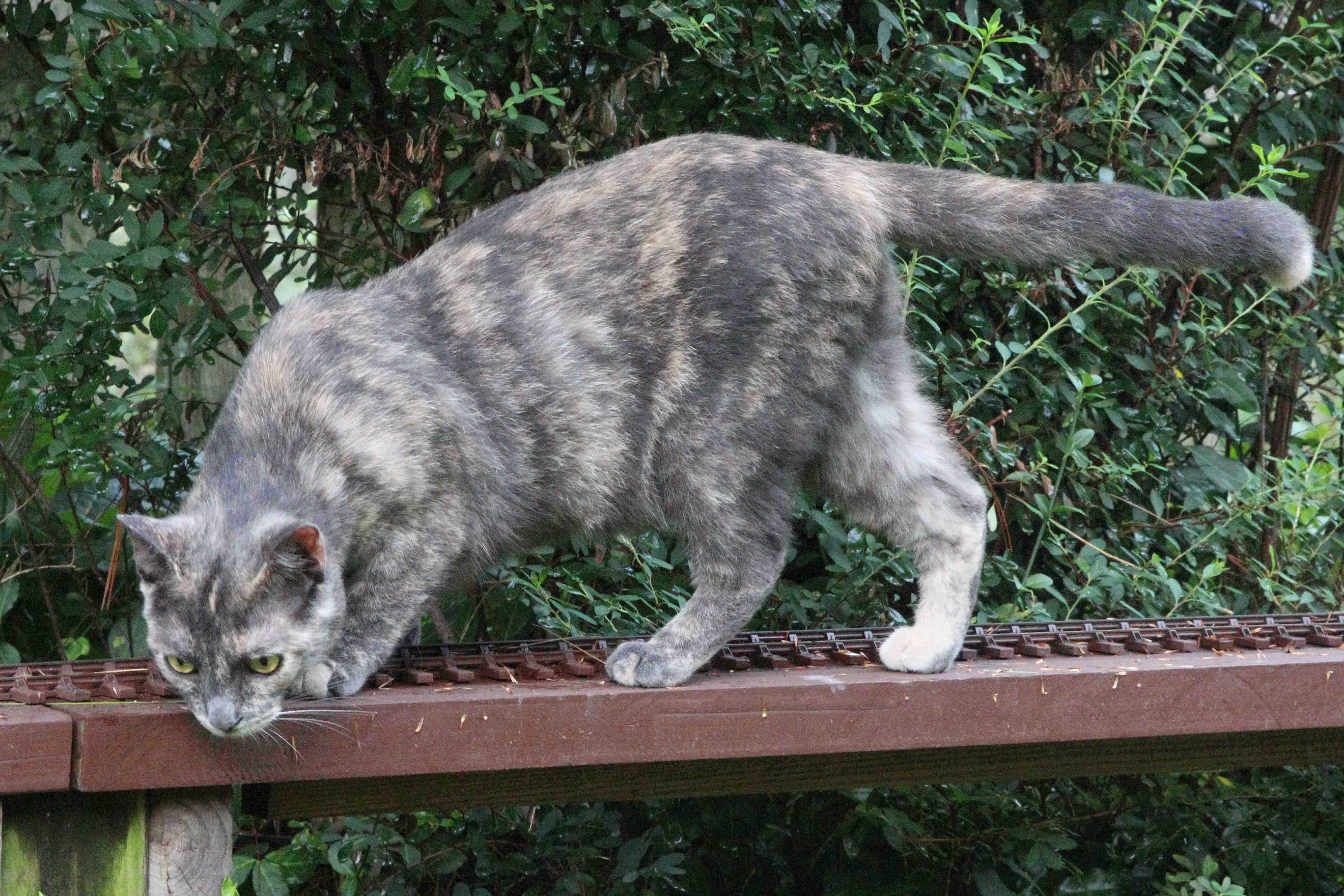 Misty "Mooty"