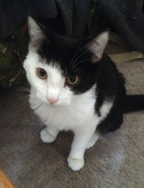 Rascal