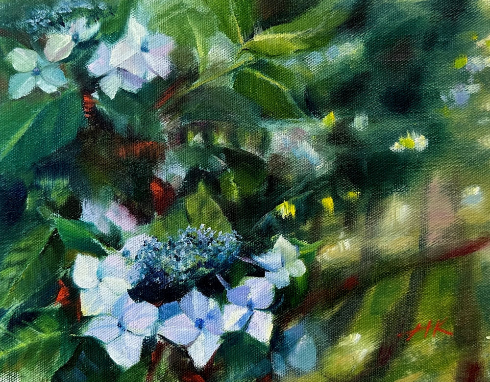 ガクアジサイ - 清田晴美