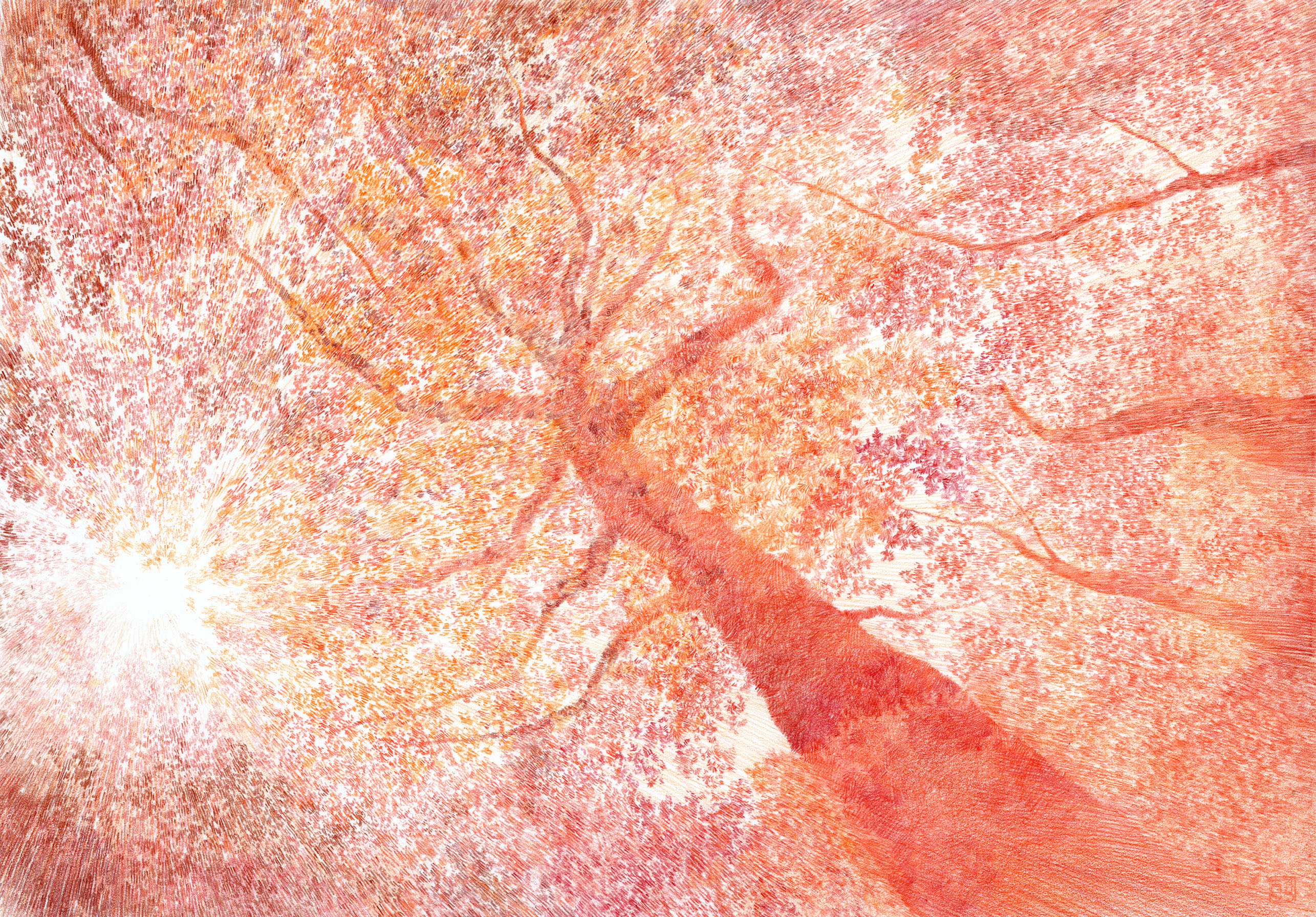 Flame Tree