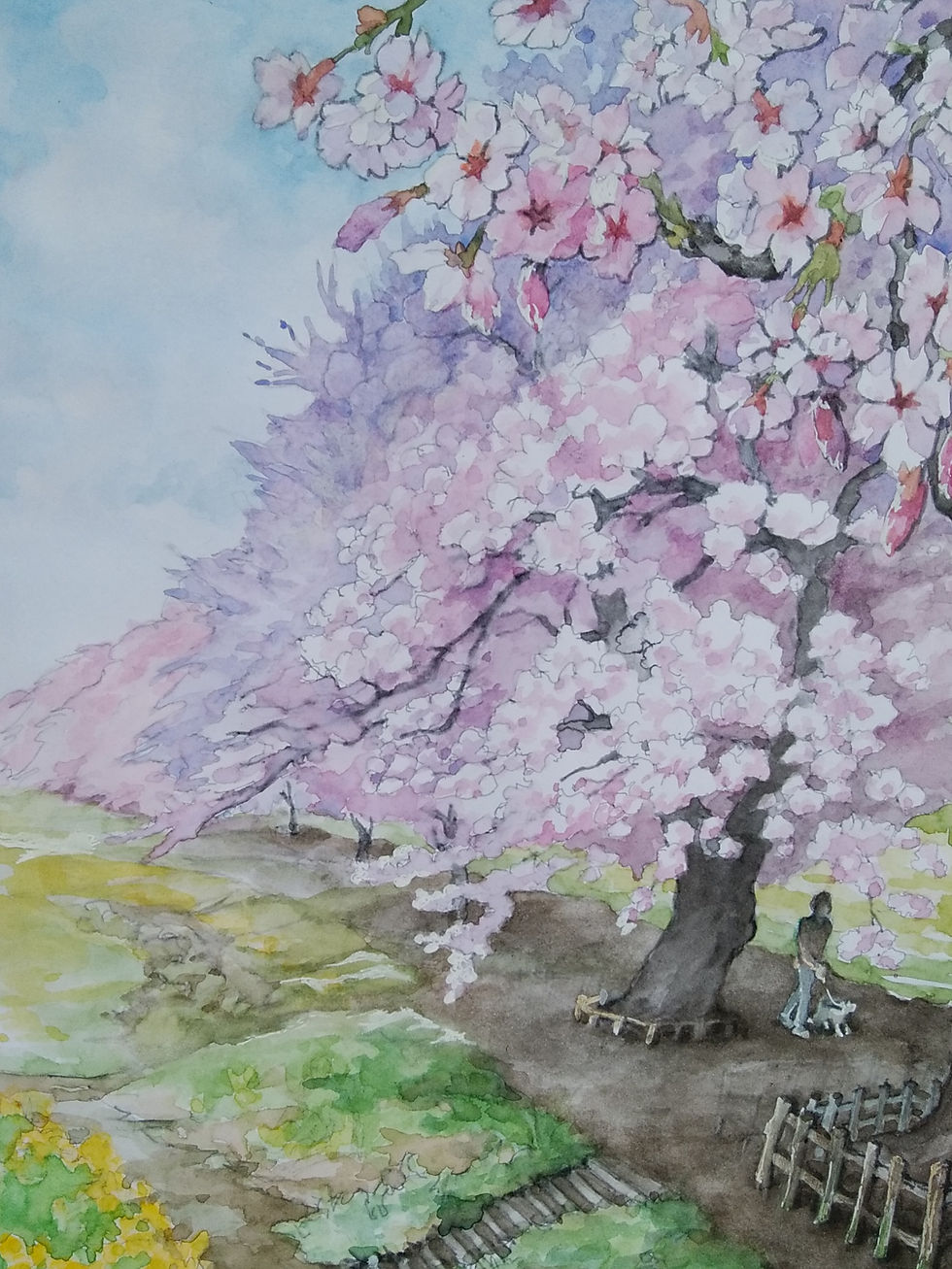 透明水彩画『桜並木』 透明水彩画『桜並木』