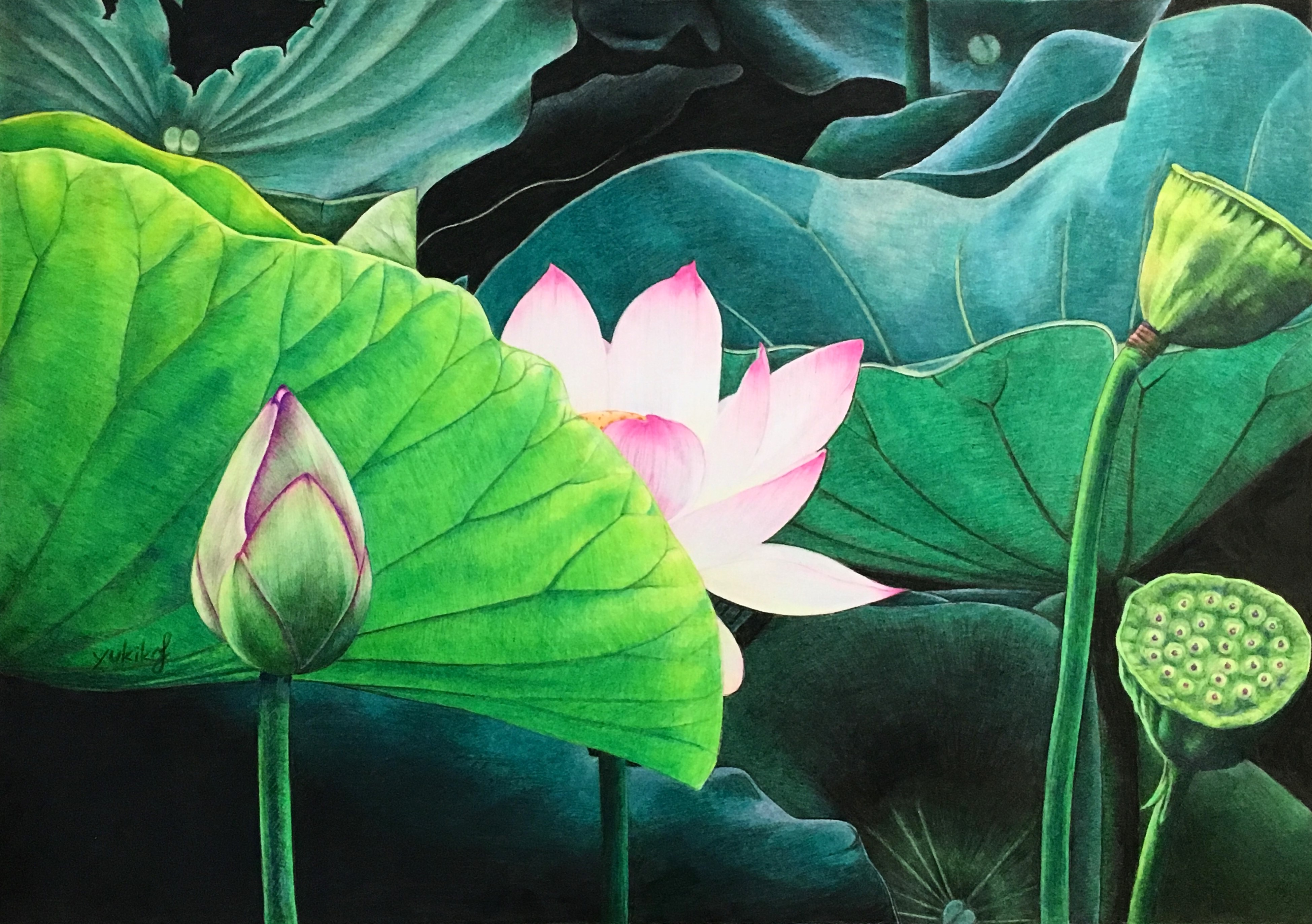 Lotus