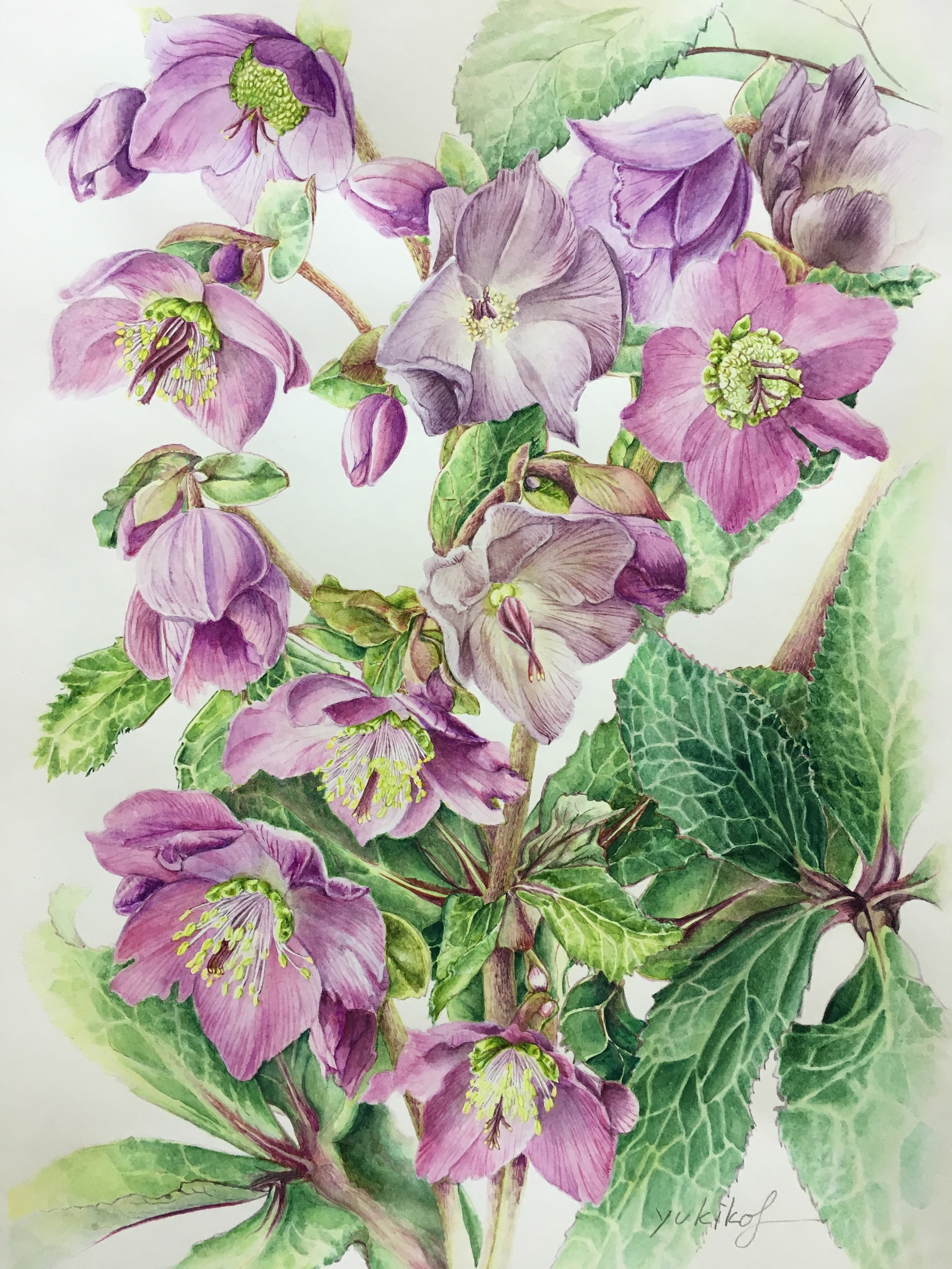 Helleborus.orientallis(クリスマスローズ)