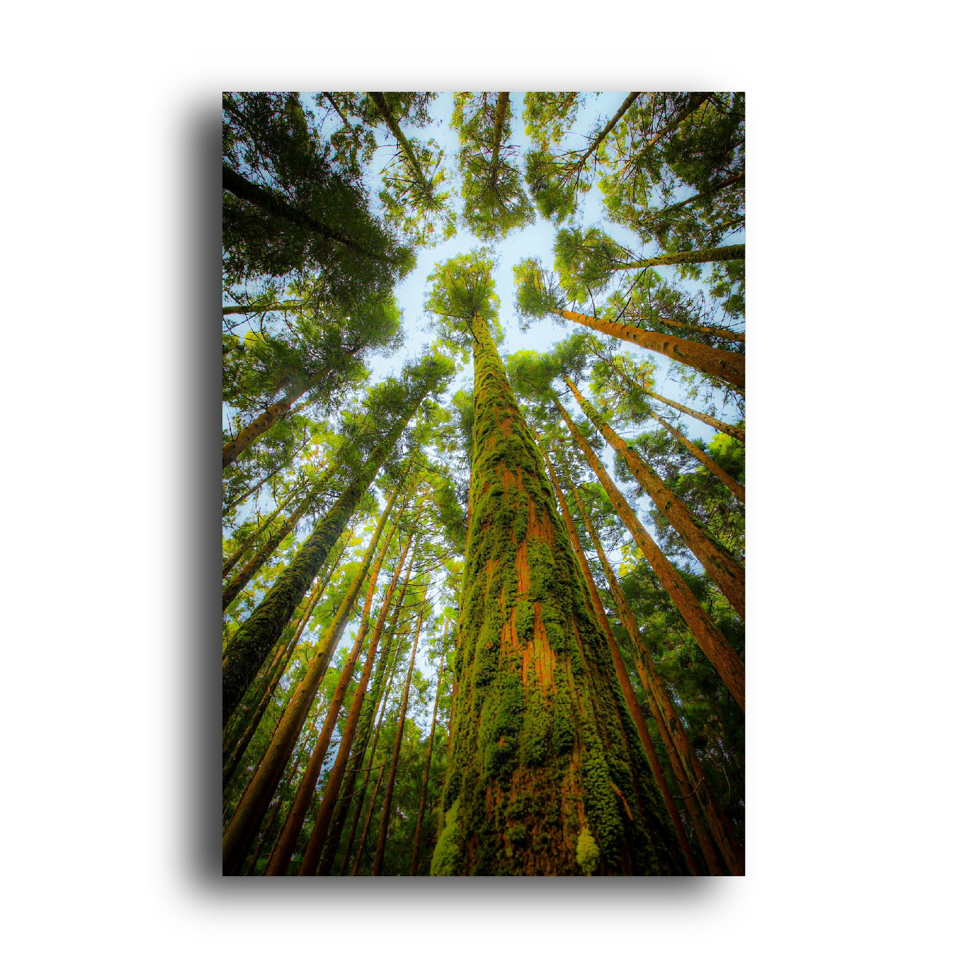 Print: Bosque Encantado / Ilha Terceira - Açores