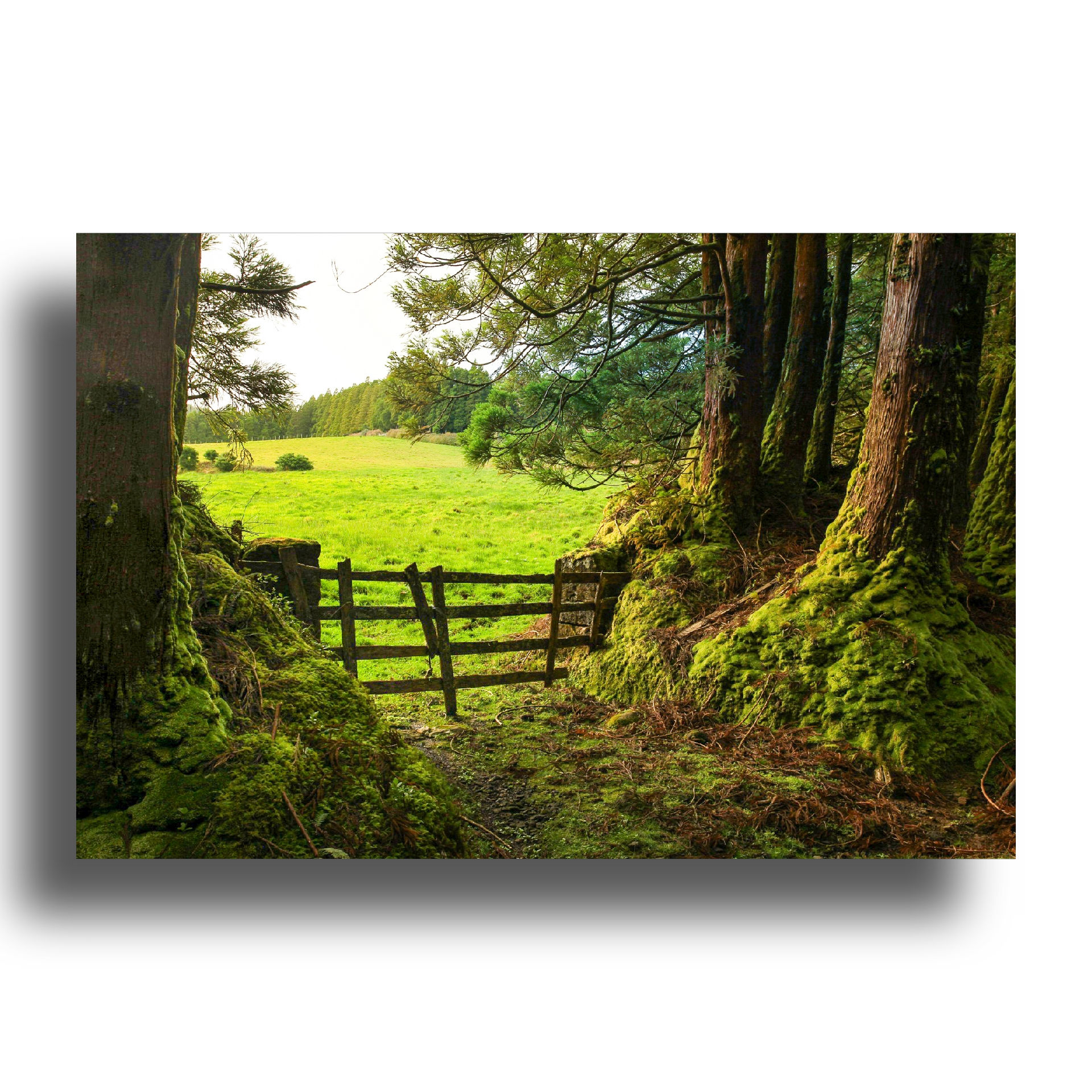 Print: Encanto / Açores