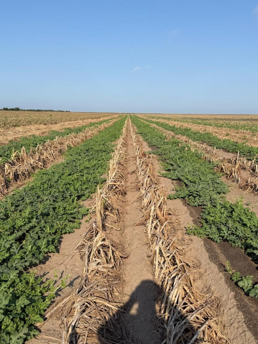 Prukop watermelon, August 30, setting fruit