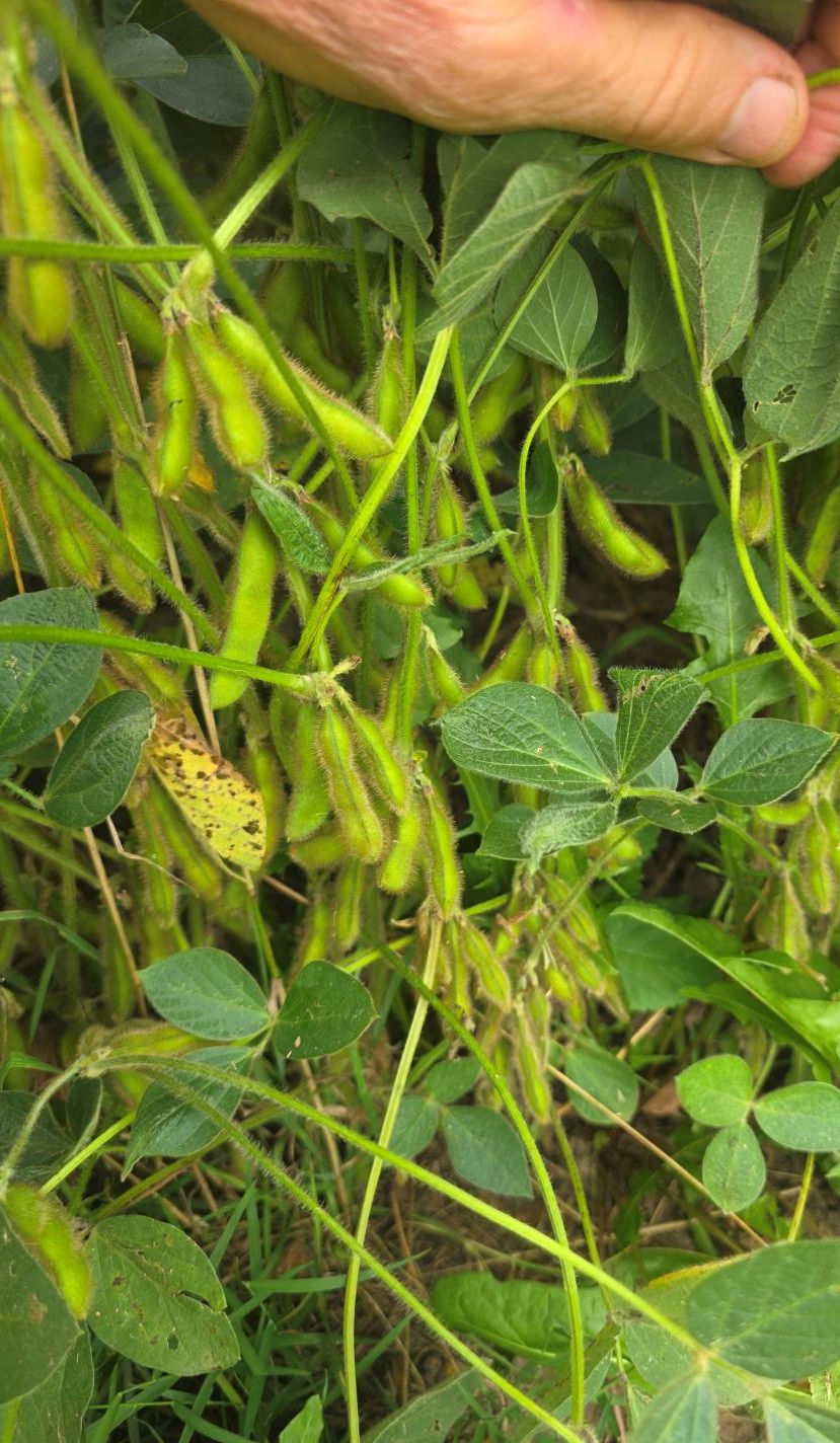 Hand parting soybean plants with green pods hanging among dense leaves in a field.