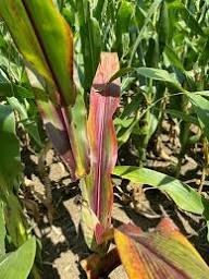 Close-up of a corn plant leaf with pink and purple streaks in a green field, showing a damaged or diseased seedling.