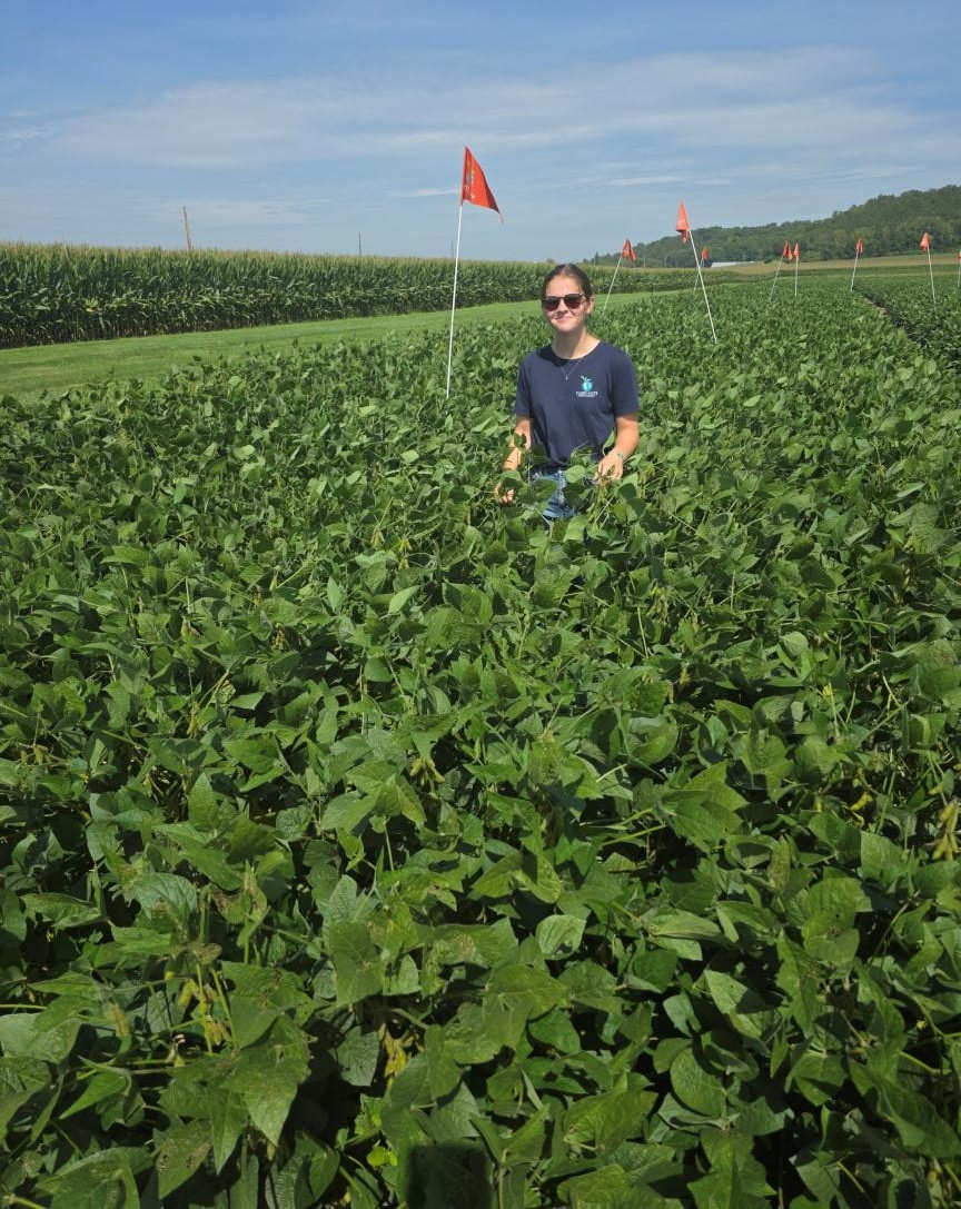 Big bean treated soybeans flag represents sudden death syndrome soybean plants.