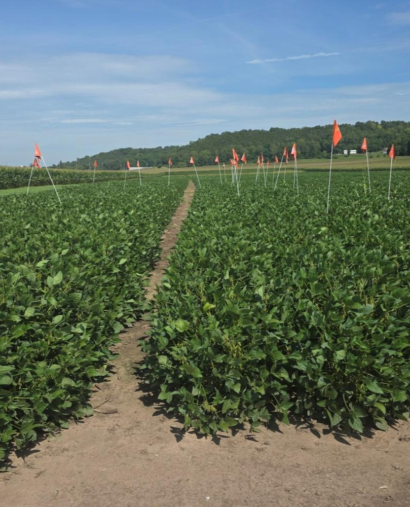 SDS untreated soybeans