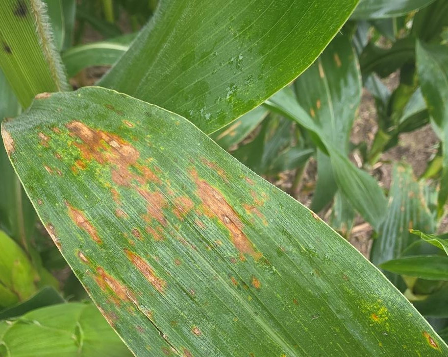 Gray leaf spot on corn leaf