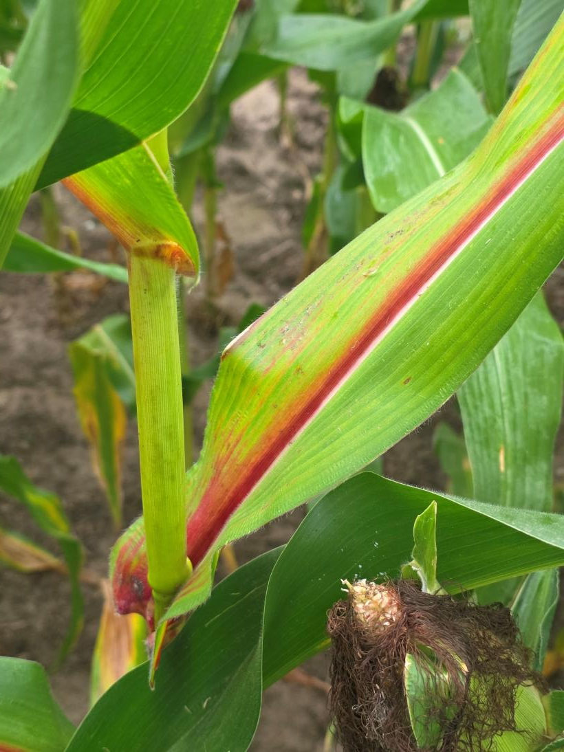 Close-up of corn plants in a field, with green leaves streaked red and a silking ear at bottom right.