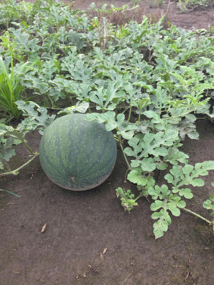 A large green watermelon grows on the vine in a garden bed, surrounded by sprawling leaves and dark soil.