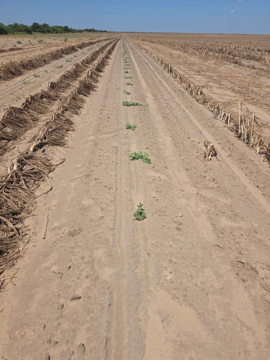 Prukop watermelon, August 14th, stretching