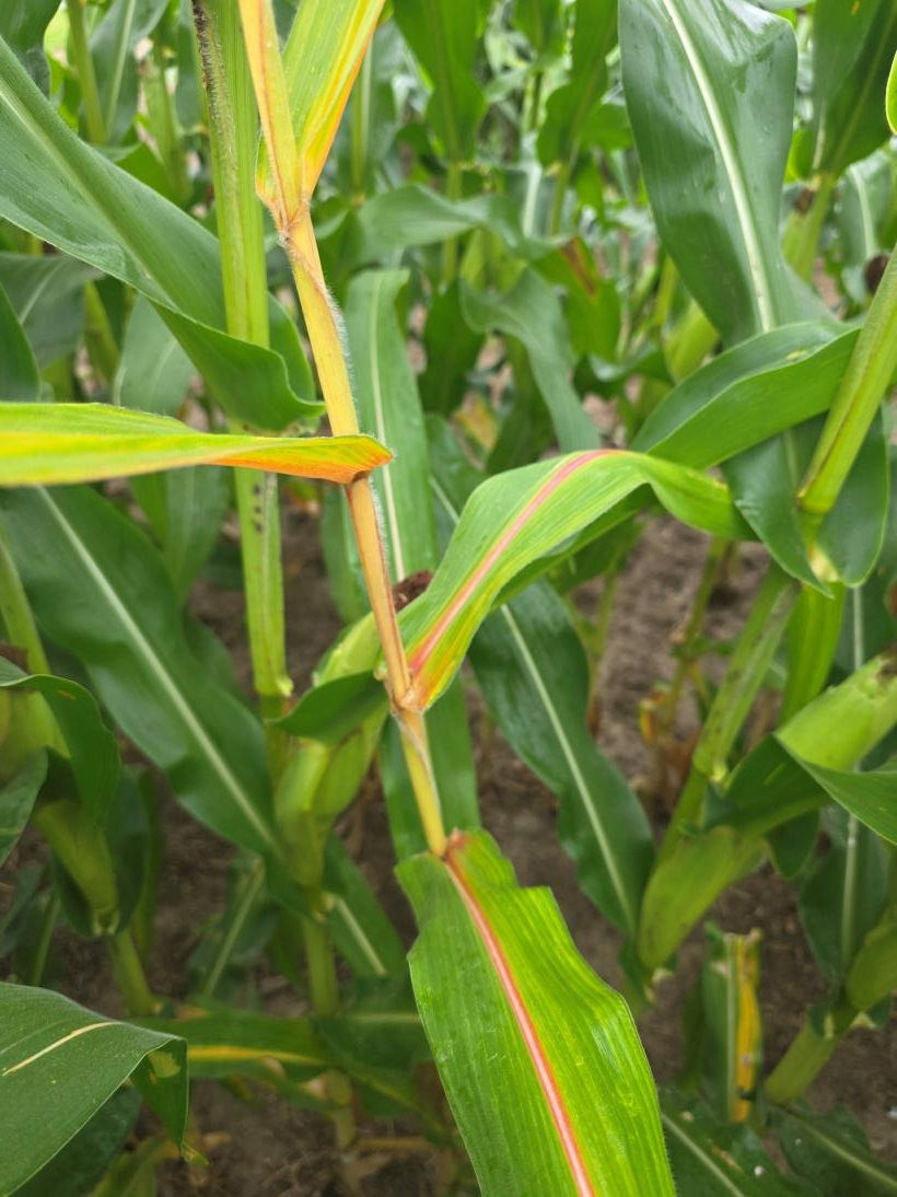 Close-up of green corn plants in a field, with some leaves showing pink and yellow striping on the stalks.