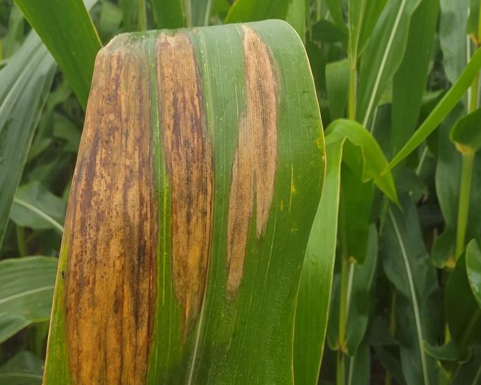 Goss' wilt on corn leaf.