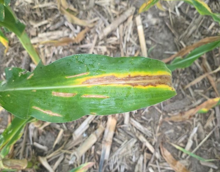Nitrogen deficiency, northern corn leaf blight