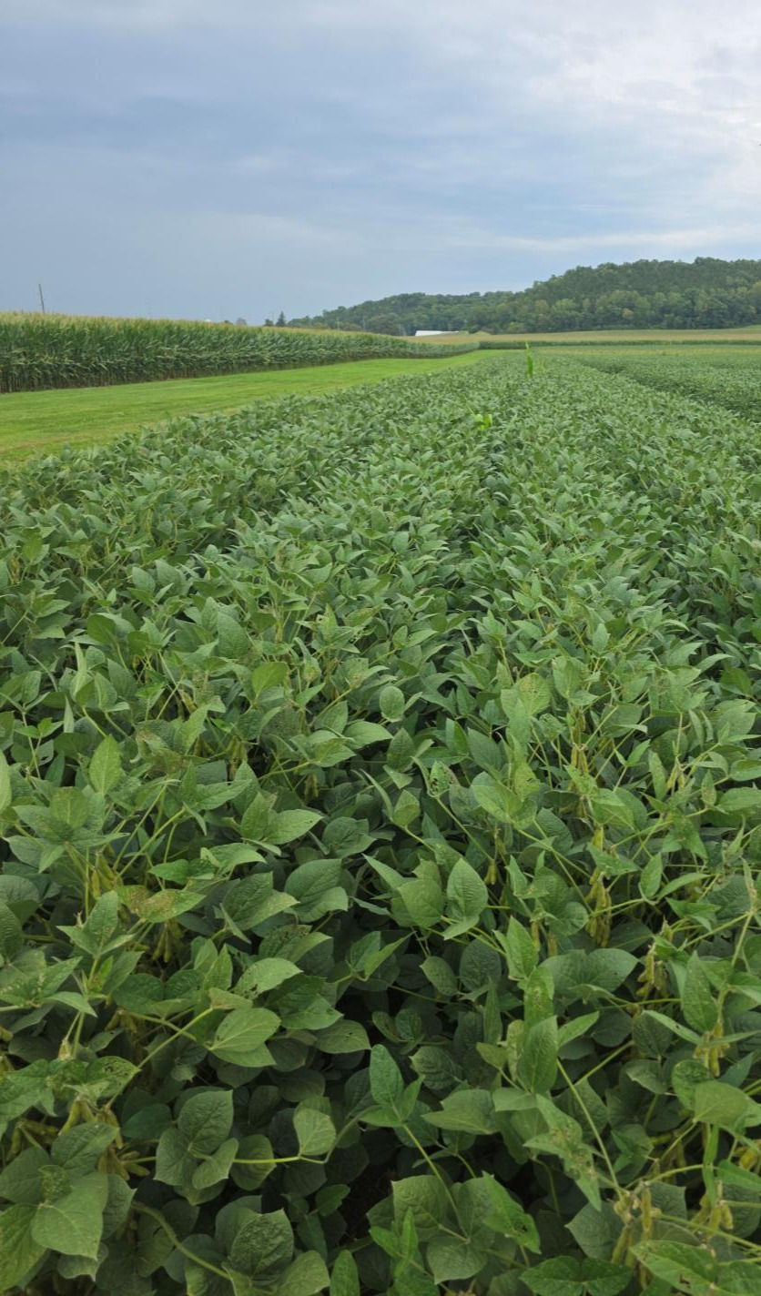 Green soybean field in the foreground beside corn rows, with rolling wooded hills and a cloudy sky in the background.