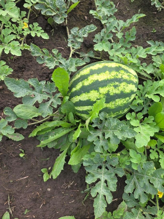 Striped watermelon growing on a vine in a leafy garden bed with dark soil and green leaves