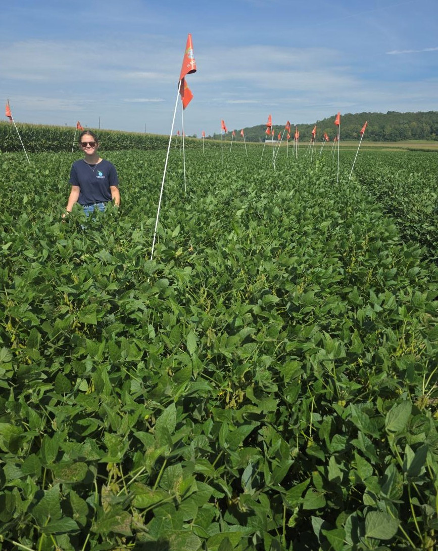 Sudden death syndrome untreated soybeans