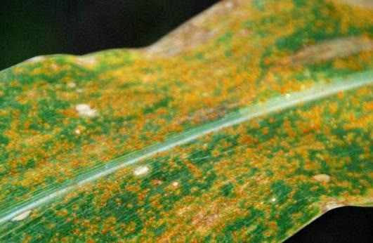 Southern Rust