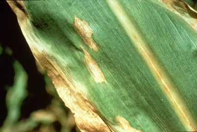 Anthracnose Leaf Spot