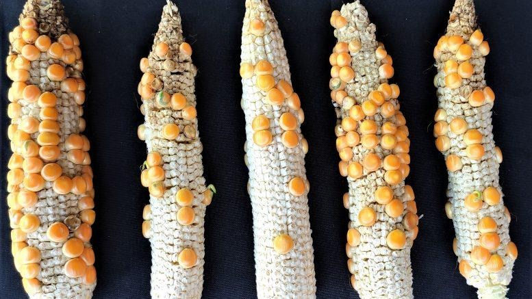 Five dried corn cobs infected with corn stunt spiroplasma disease arranged on a dark background