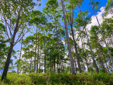 International Day of Forests (IDF) 2025