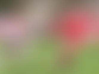 Larkhall Athletic vs. Frome Town: Preview and Ticket Info