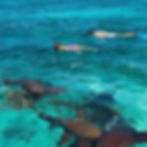 Snorkeling with nurse sharks in San Pedro Belize.