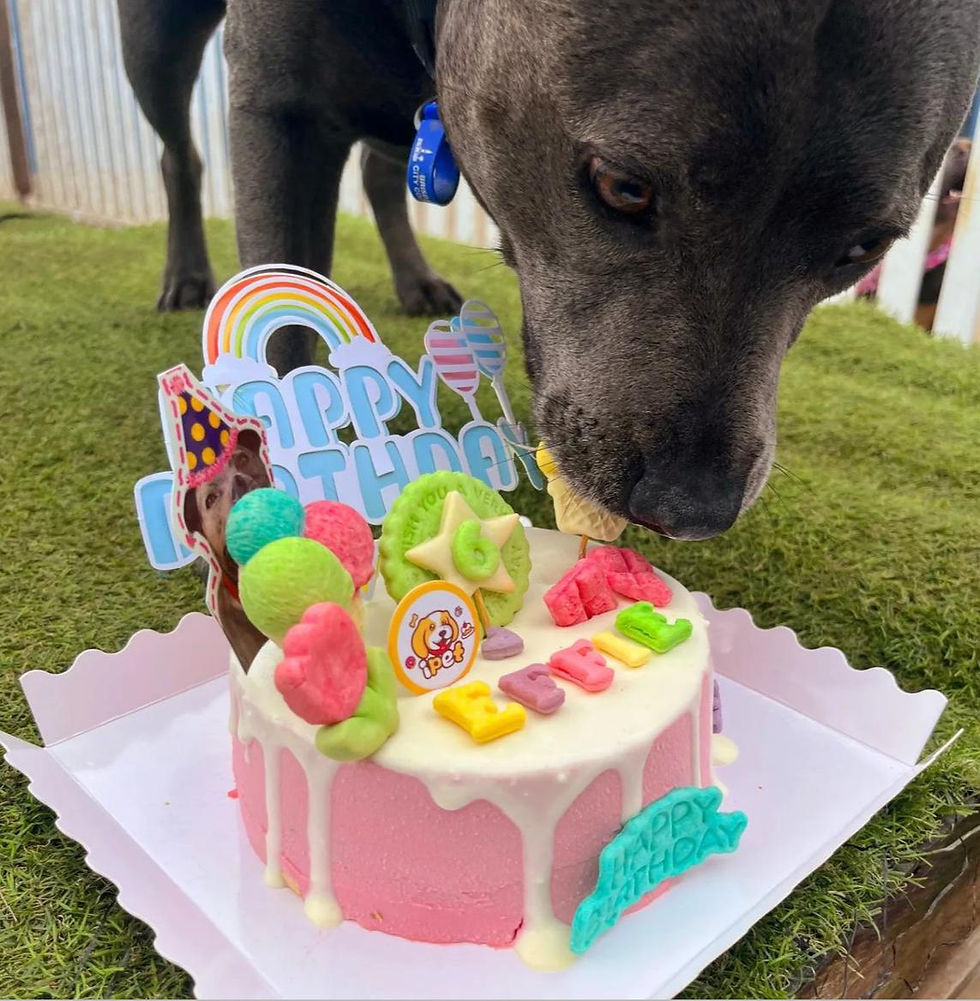 Thumbnail: 6’ inch Dog cake