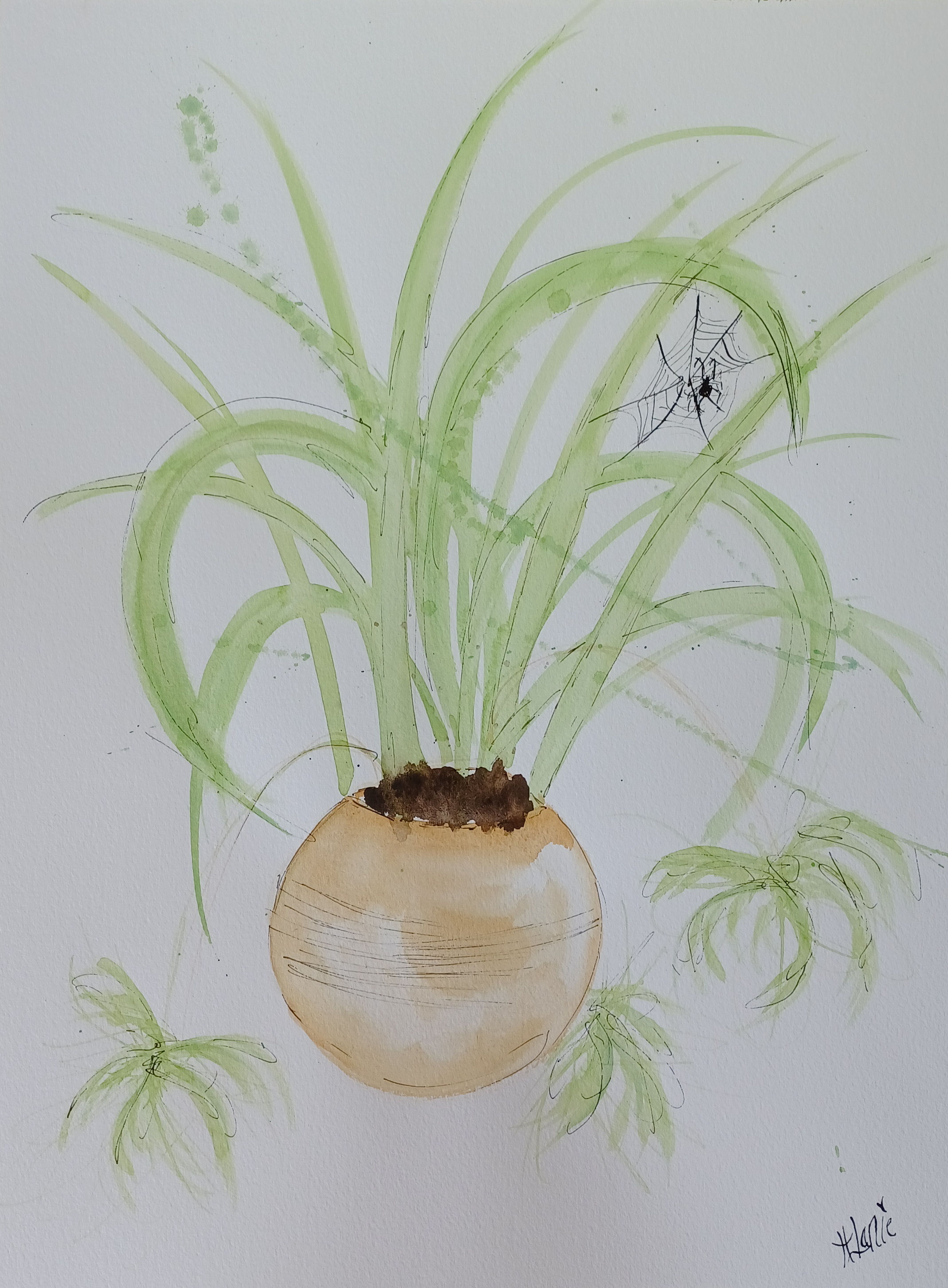 Aquarelle oeuvre originale 12x16 Chlorophytum comosum Plante araignée