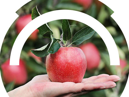 Eine Runde Sache -Der Apfel