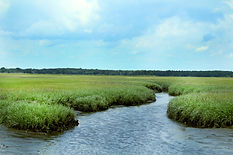 Slaughter Beach marsh.jpg