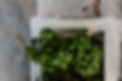 basil s.jpg