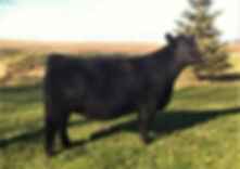 Scholtz Farm : SF Blueblood Lady 538