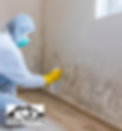 Bremerton Mold Remediation.png